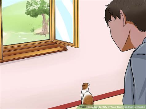 How to Identify if Your Cat Has Had a Stroke (with Pictures)