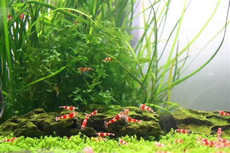 7 Easy Aquarium Invertebrates That Are Beginner Friendly