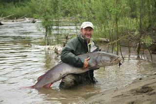 Flyfishing Russia: Good size Siberian taimen with a fly, Tugur River, Russian Far East