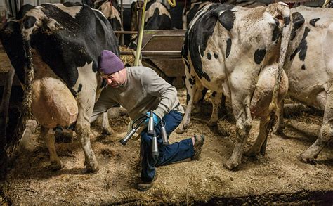 Cow Milk Production Process