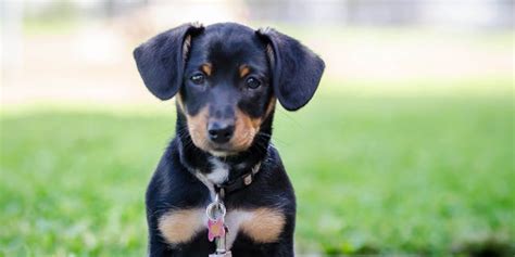 18 Best Mixed-Breed Dogs - Cutest Breed Dog Mixes