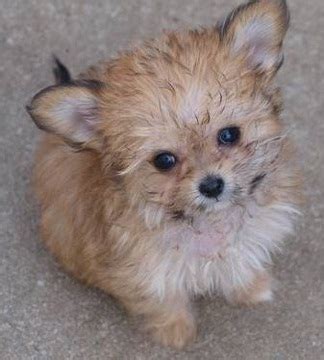 Chi-Poo (Chihuahua-Poodle Mix) Info, Puppies, Temperament, Picture