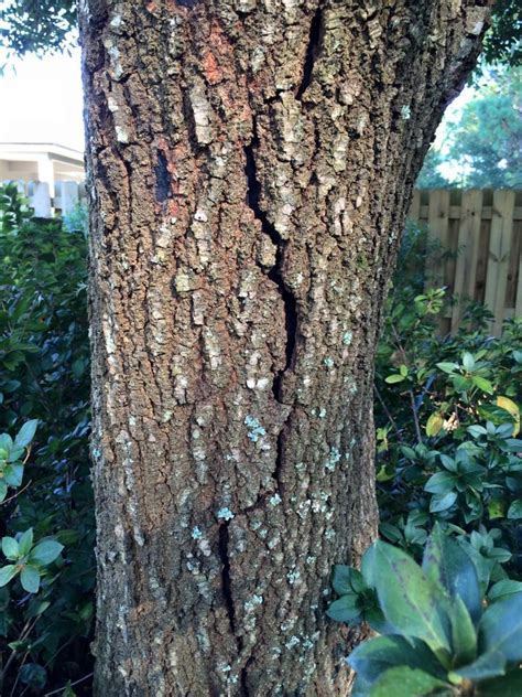 Oak tree bark cracked and peeling off #288420 - Ask Extension