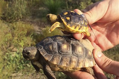 How Collaborative Conservation Is Protecting the Gopher Tortoise