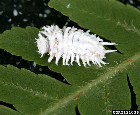 mealybug destroyer, Cryptolaemus montrouzieri (Coleoptera ...