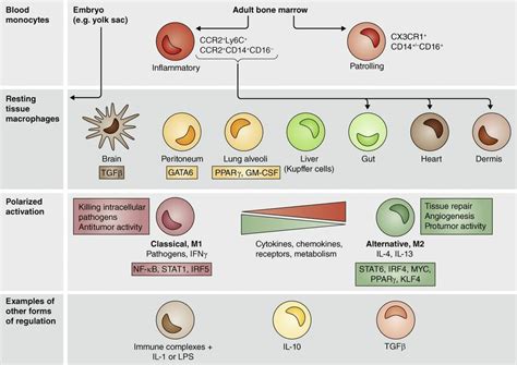 A snapshot of monocyte and macrophage diversity. Two main... | Download Scientific Diagram