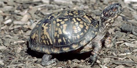 Eastern box turtle | Smithsonian's National Zoo