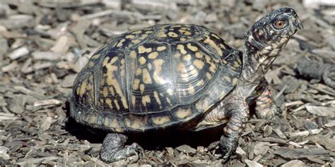 Eastern box turtle | Smithsonian's National Zoo