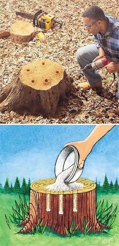 Easy Stump Removal With This Epsom Salt Formula | Tree stump removal, Stump removal, Garden projects