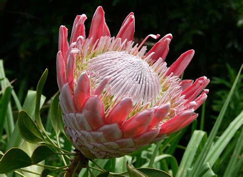 Quiet Corner:Protea - Taking after Proteus the Son of Poseidon - Quiet Corner