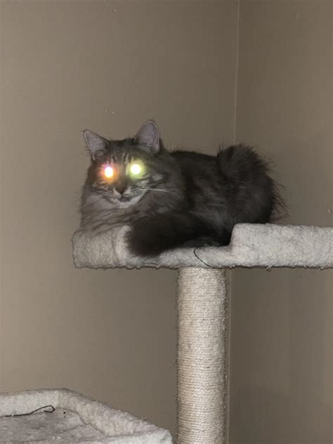 PsBattle: cat with dual colored glowing eyes : r/photoshopbattles