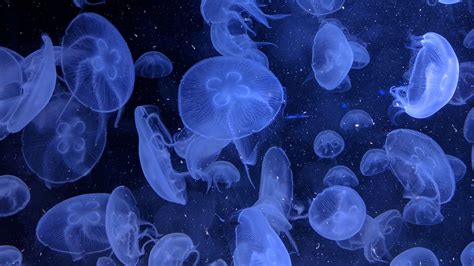 Blue Jellyfish Wallpapers - Top Free Blue Jellyfish Backgrounds ...