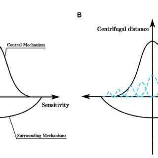 Formation mechanisms of visual cortex cell's receptive field proposed ...