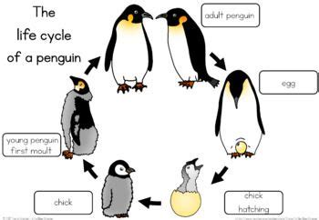 Penguin life cycle worksheet | Penguin life cycle, Life cycles, Penguin life