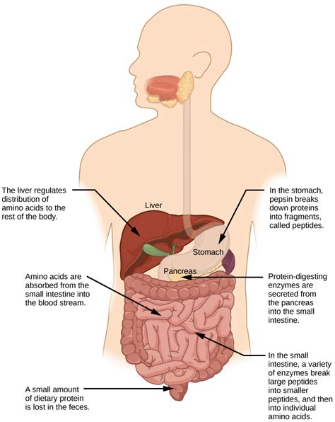 Digestive System Processes | Biology for Majors II