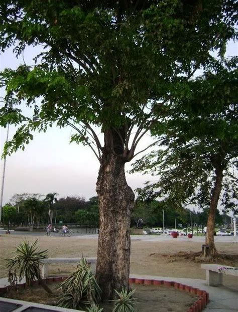 Nature's Healing Touch: Narra Tree and its Medicinal Benefits