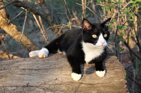 250 Most Popular Tuxedo Cat Names In 2024 - Cats.com