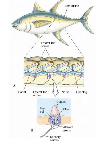 Lateral Line System of Fish and Amphibians | Sense Organs | Nervous ...