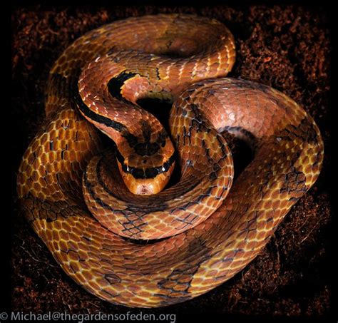 Hydrodynastes gigas - False Water Cobra | Pet snake, Reptile snakes, Reptiles and amphibians