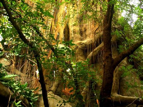 Florida Rain Forest in the EverGlades | Smithsonian Photo Contest ...