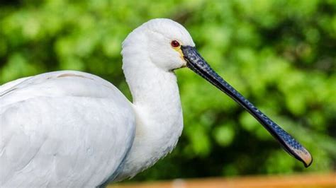 Types of Cranes Birds - Gruidae Index