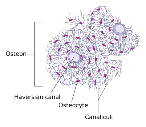 Osteocyte - Wikipedia | Basic anatomy and physiology, Human body unit ...