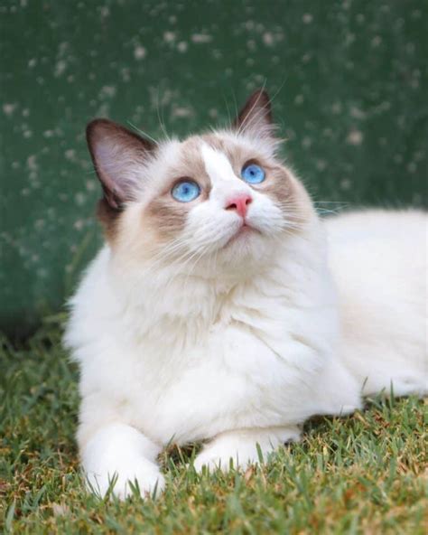 Seal Point Ragdoll Cat: Patterns, Genetics, Health & FAQs