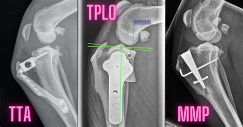 Best Acl Repair for Dogs - Kern County Museum