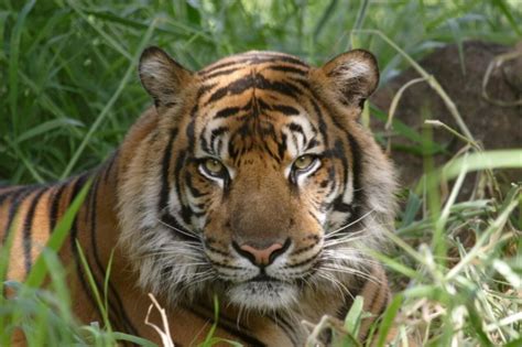 Sumatran Tiger - Honolulu Zoo Society