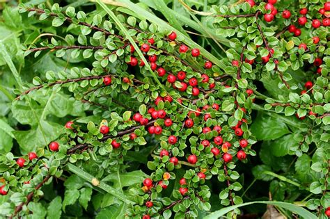 How to Grow Cotoneaster From Cuttings or Seeds (Beginner's Guide) - Gardenisms