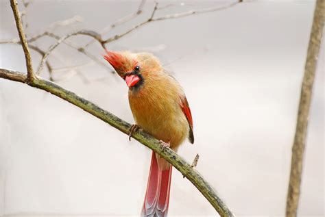 Bird Female Cardinal · Free photo on Pixabay