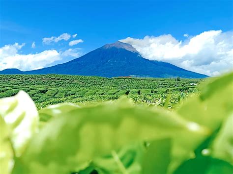 Dua Rute Pendakian Gunung Kerinci, Jalur Kersik Tuo Paling Banyak Dilalui Pendaki - Metro Jambi