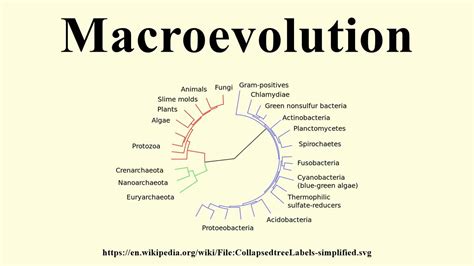 Macroevolution - YouTube