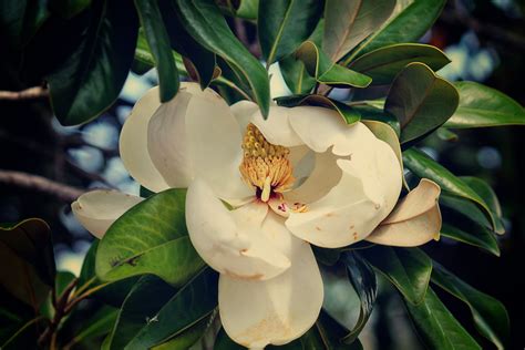 Louisiana State flower | Louisiana, New orleans louisiana, Beautiful ...