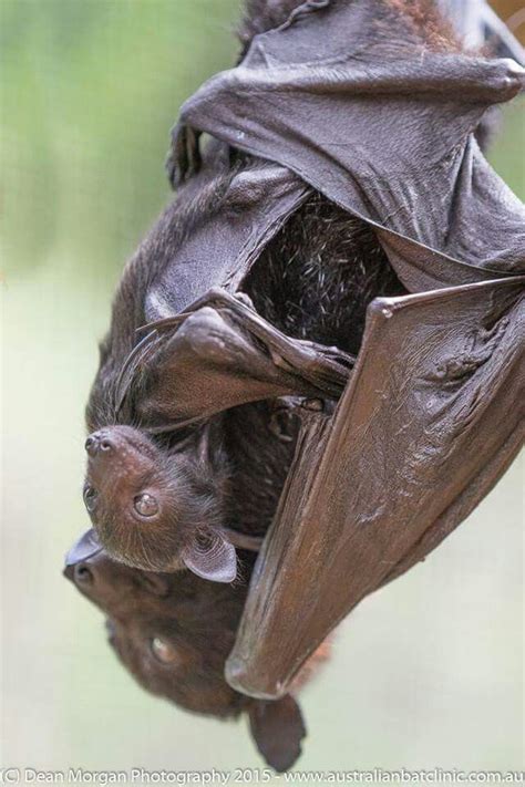 Black Flying Fox mother and pup | Bat species, Fruit bat, Cute bat