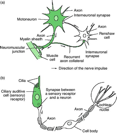 Motor Neuron Synapse