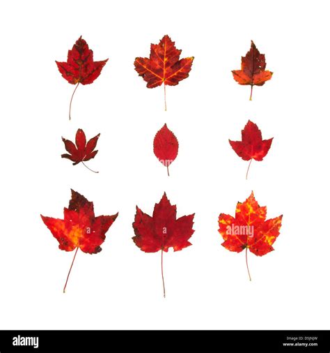 Autumn maple leaves acadia national Cut Out Stock Images & Pictures - Alamy