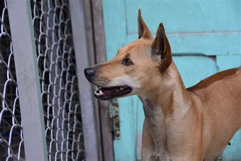 Phu Quoc Ridgeback - About The Breed, Info, Temperament, Health, Vietnamese Dog