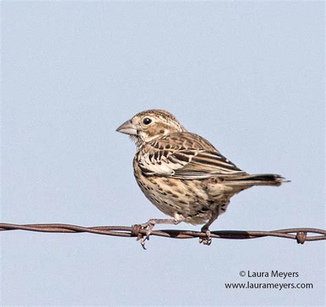 Lark Bunting Female - Laura Meyers Photograpy