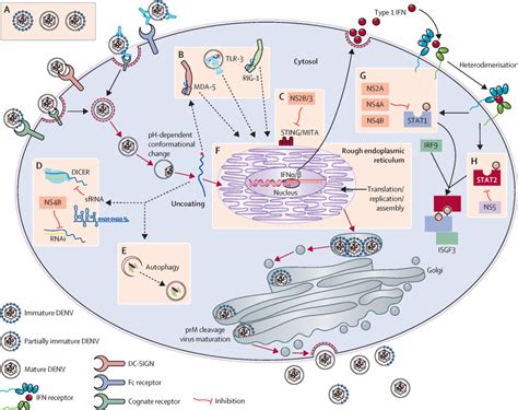 Dengue - The Lancet