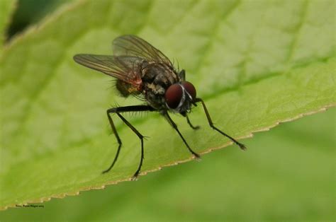 Small Fly Free Stock Photo - Public Domain Pictures