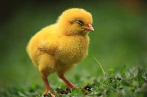 Yellow (With images) | Cute baby animals