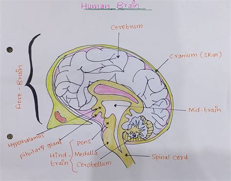 Labelled diagram of Human Brain