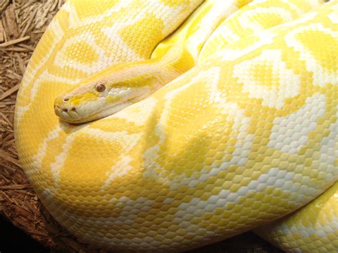 File:Burmese Python 02.jpg