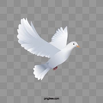 White Dove Flying Animation