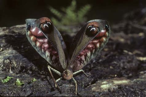 Animals that Hide : The Science of Mimicry and Camouflage | HubPages