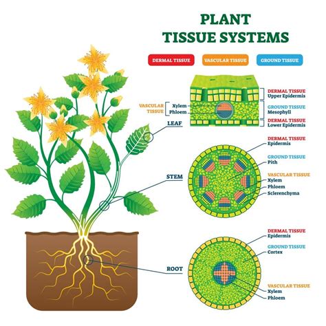 Plant Stem Cell Diagram