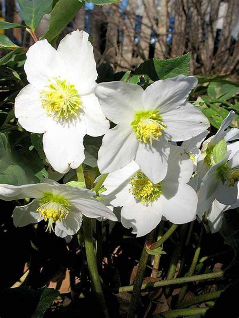 15 HELLEBORUS CHRISTMAS ROSE Perennial Shade Early or Winter - Etsy