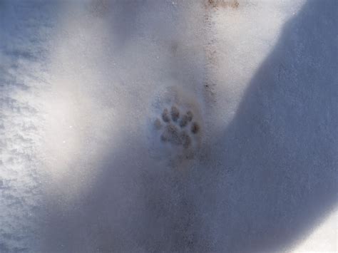 A Colorado Hunter's Life: Bobcat Tracks