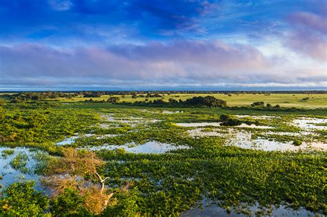 Dia do Pantanal marca luta pela preservação do bioma | Guia do Estudante